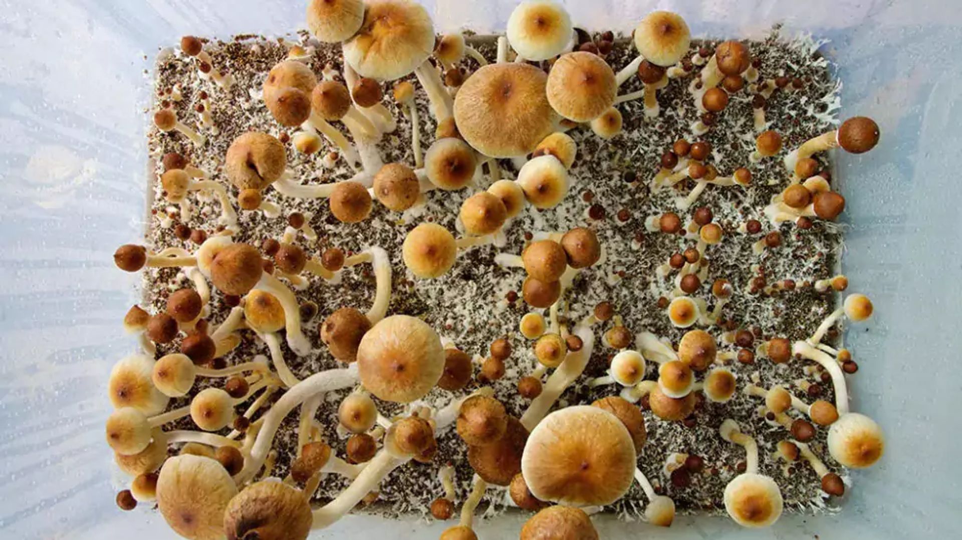 Descubriendo la Micosis: Un Enfoque Profundo en las Infecciones fúngicas