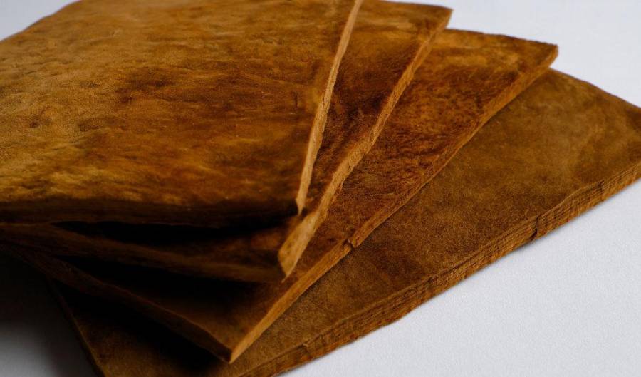 ¿Qué son los hongos? Reino Fungi, Características y Clasificación