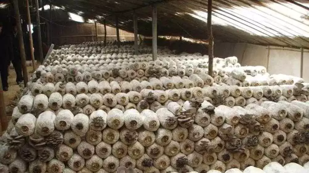 Cultivo de Pleurotus: Guía Completa Profesional con 3 Métodos Validados