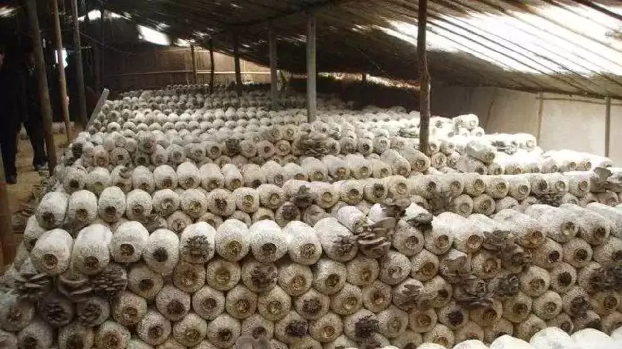 Cultivo de Pleurotus: Guía Completa Profesional con 3 Métodos Validados