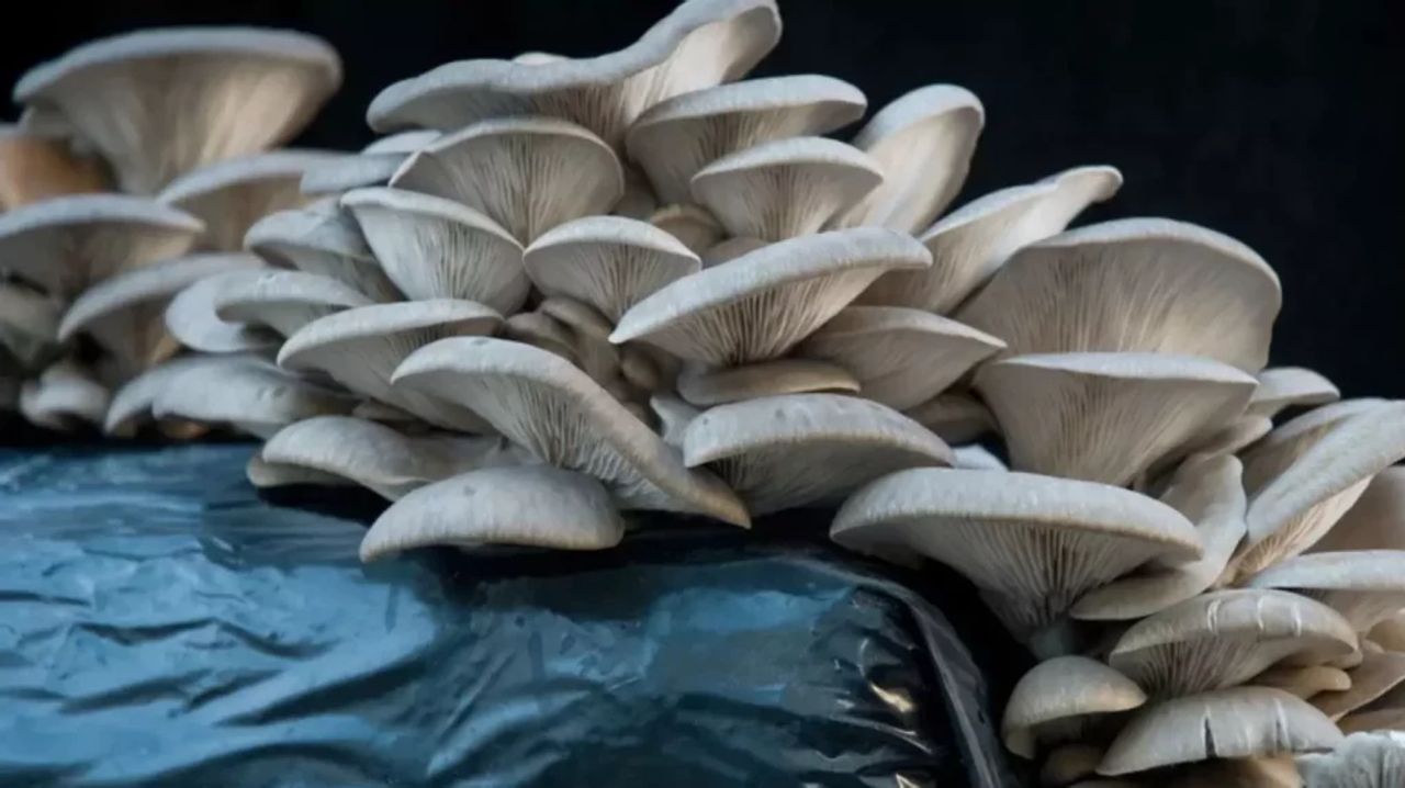 Cultivo de Hongos Psilocybe