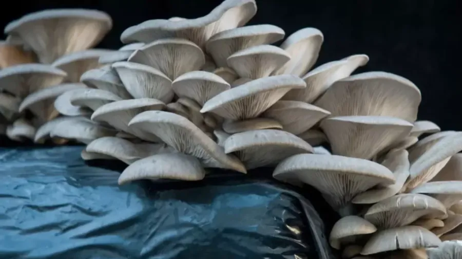 Bolsas para el cultivo de hongos