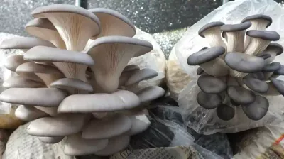 Guía de Fructificación de Hongos: Los 4 Disparadores Secretos