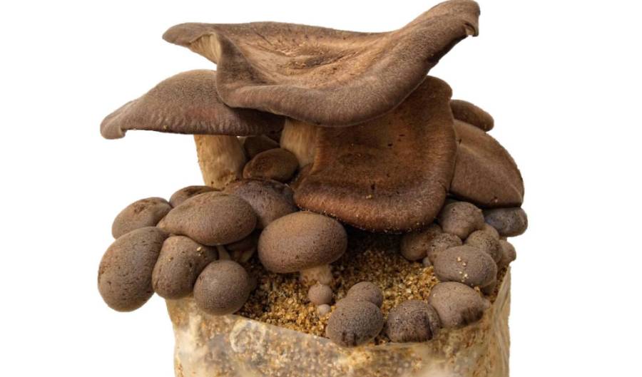 Hongos Comestibles Gourmet: Del Cultivo a la Mesa