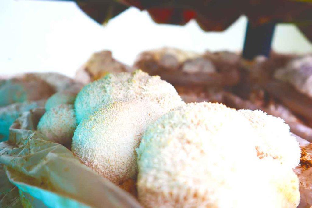 Hongos en Laboratorio