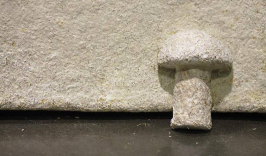 Empresa Innovadora: Ecovative Lidera el Camino Hacia un Futuro Sostenible