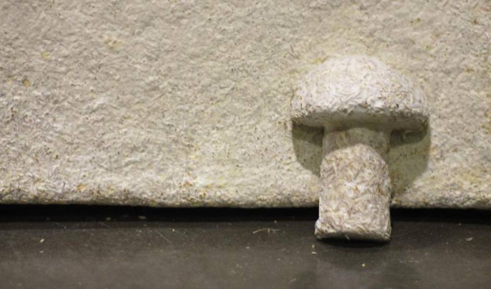 Empresa Innovadora: Ecovative Lidera el Camino Hacia un Futuro Sostenible