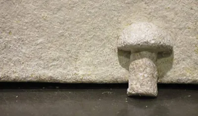 Empresa Innovadora: Ecovative Lidera el Camino Hacia un Futuro Sostenible