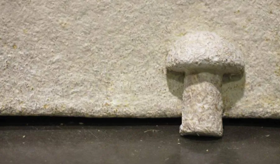 Empresa Innovadora: Ecovative Lidera el Camino Hacia un Futuro Sostenible