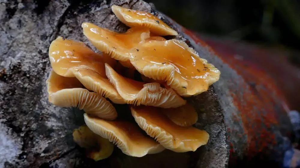 Enoki