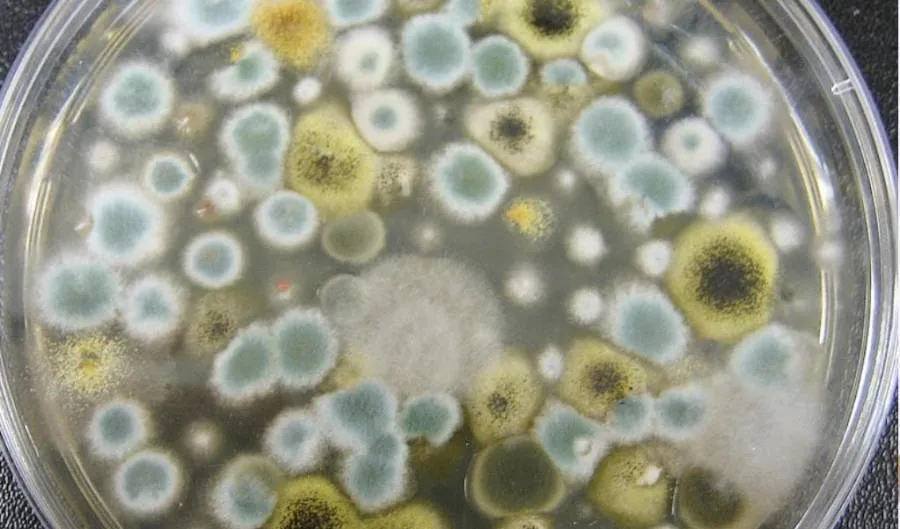 El 90% de los fracasos en fungicultura se deben a contaminaciones evitables. Aprende a identificar y combatir Trichoderma, Cobweb, Bacterias, moscas de los hongos y ácaros. Incluye protocolos de prevención, tratamientos efectivos y análisis de causas raíz.