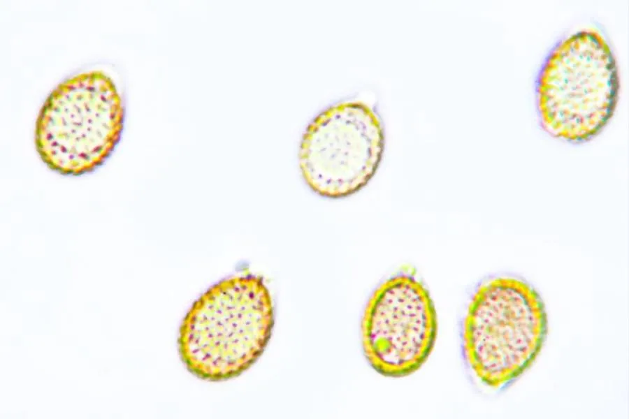 Esporas de Ganoderma lucidum