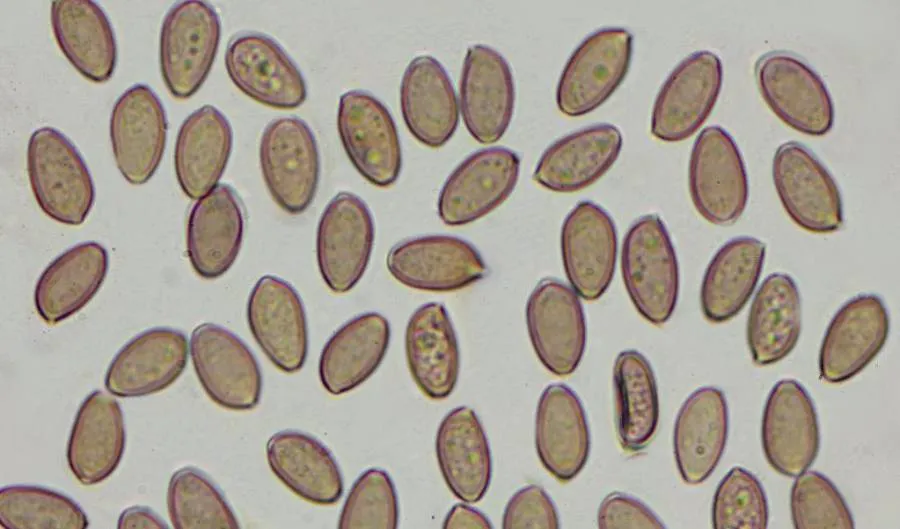 Esporas de hongos Psilocybe al microscopio