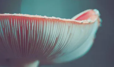 Esporas de Hongos y Formación de Lluvia: Cómo los Hongos Influyen en el Clima