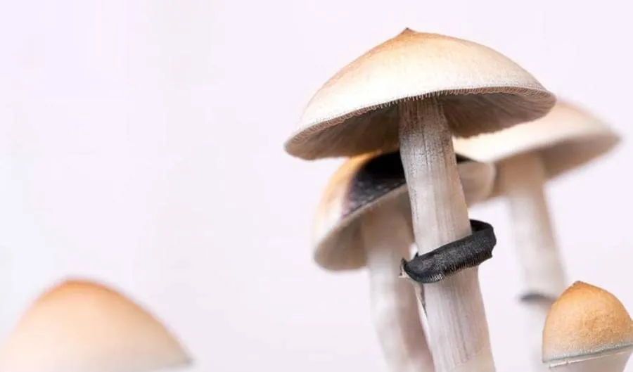 Esporulando: Liberación de esporas