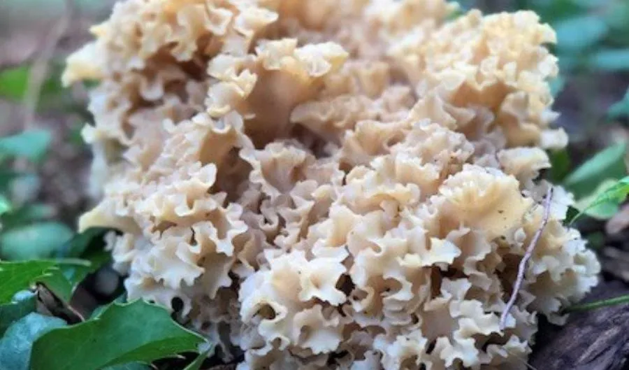 Hongo parásito en acción mostrando su interacción con el huésped