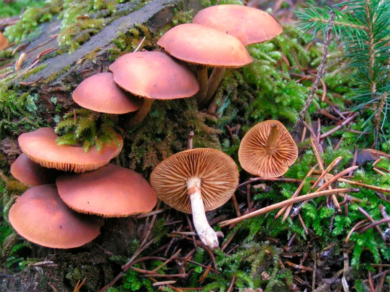 Galerina Marginata