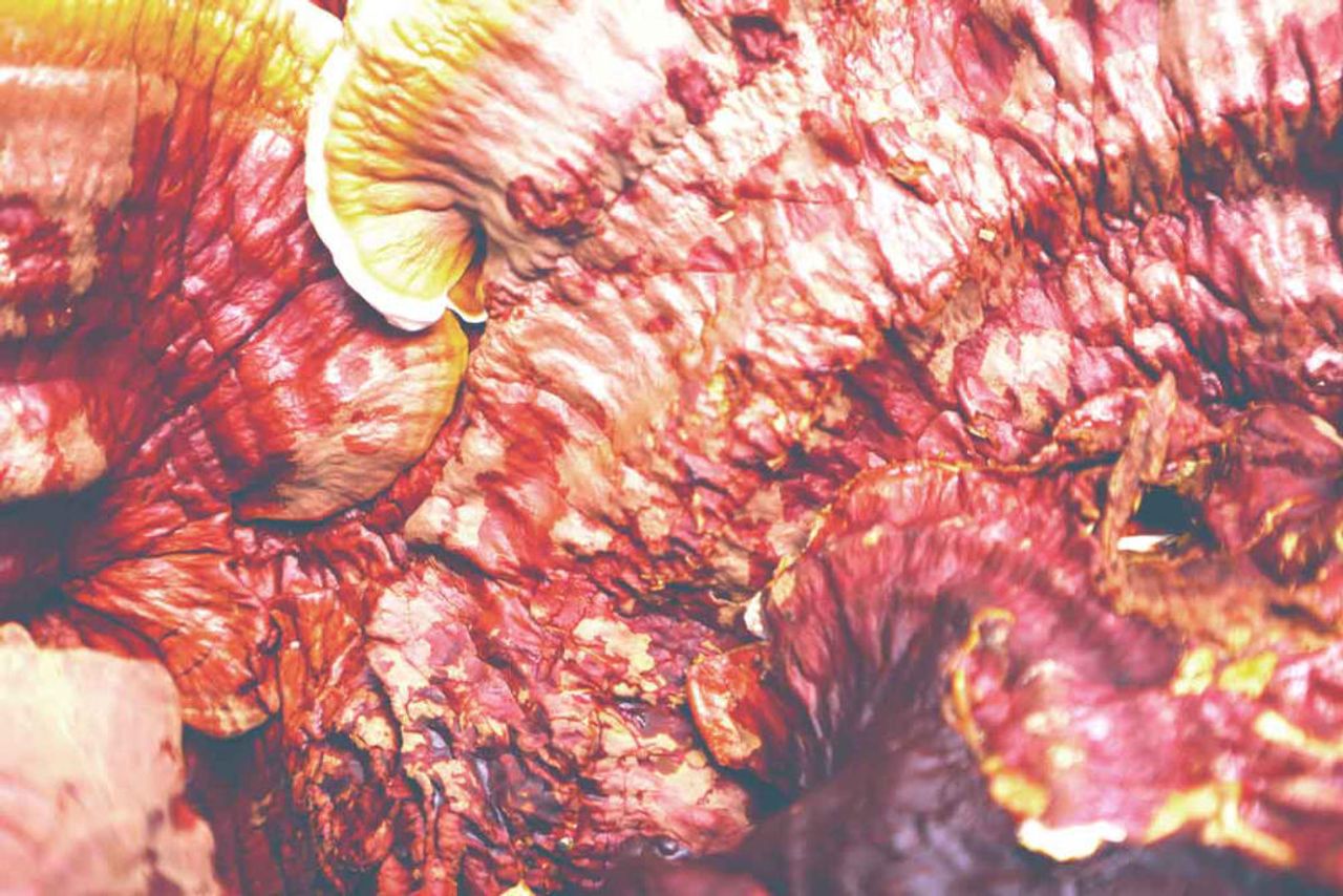 Ganoderma (Reishi): Guía Completa del Hongo de la Inmortalidad