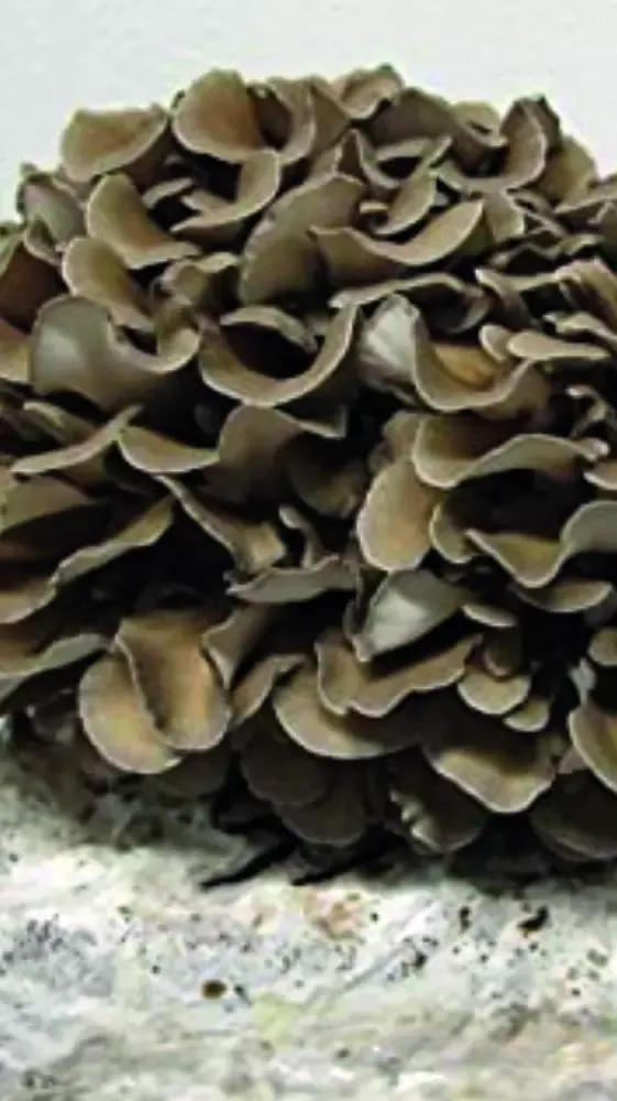 Maitake en la naturaleza