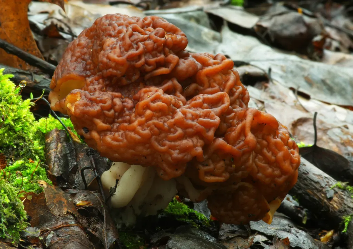 Gyromitra Esculenta