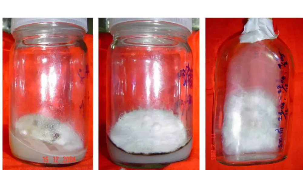 Hongo Aislado Para Agarwood