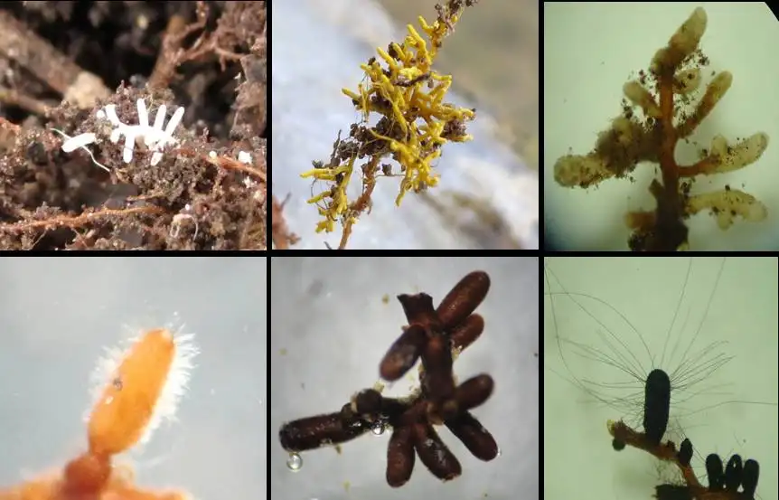 ¿Qué es la biorremediación? Descubre cómo hongos y bacterias limpian derrames de petróleo y suelos contaminados de forma natural y sostenible.