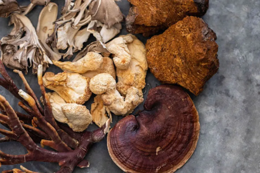 Descubre los 5 hongos medicinales más potentes del mundo: Reishi, Shiitake, Maitake, Cordyceps y Chaga. Propiedades, beneficios científicamente comprobados y formas de consumo.