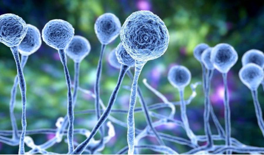 Explora las características clave de los ascomicetos: desde sus ascas y esporas hasta su morfología diversa. Una mirada profunda al filo más grande de hongos.