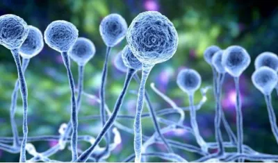 Chytridiomycota: Los Hongos Zoospóricos y su Impacto Ecológico