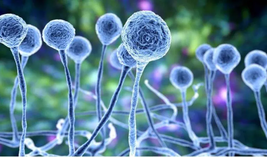 Descubre a los Chytridiomycota, los hongos más antiguos del planeta. Conoce sus zoosporas flageladas y su devastador impacto en los anfibios a nivel mundial.