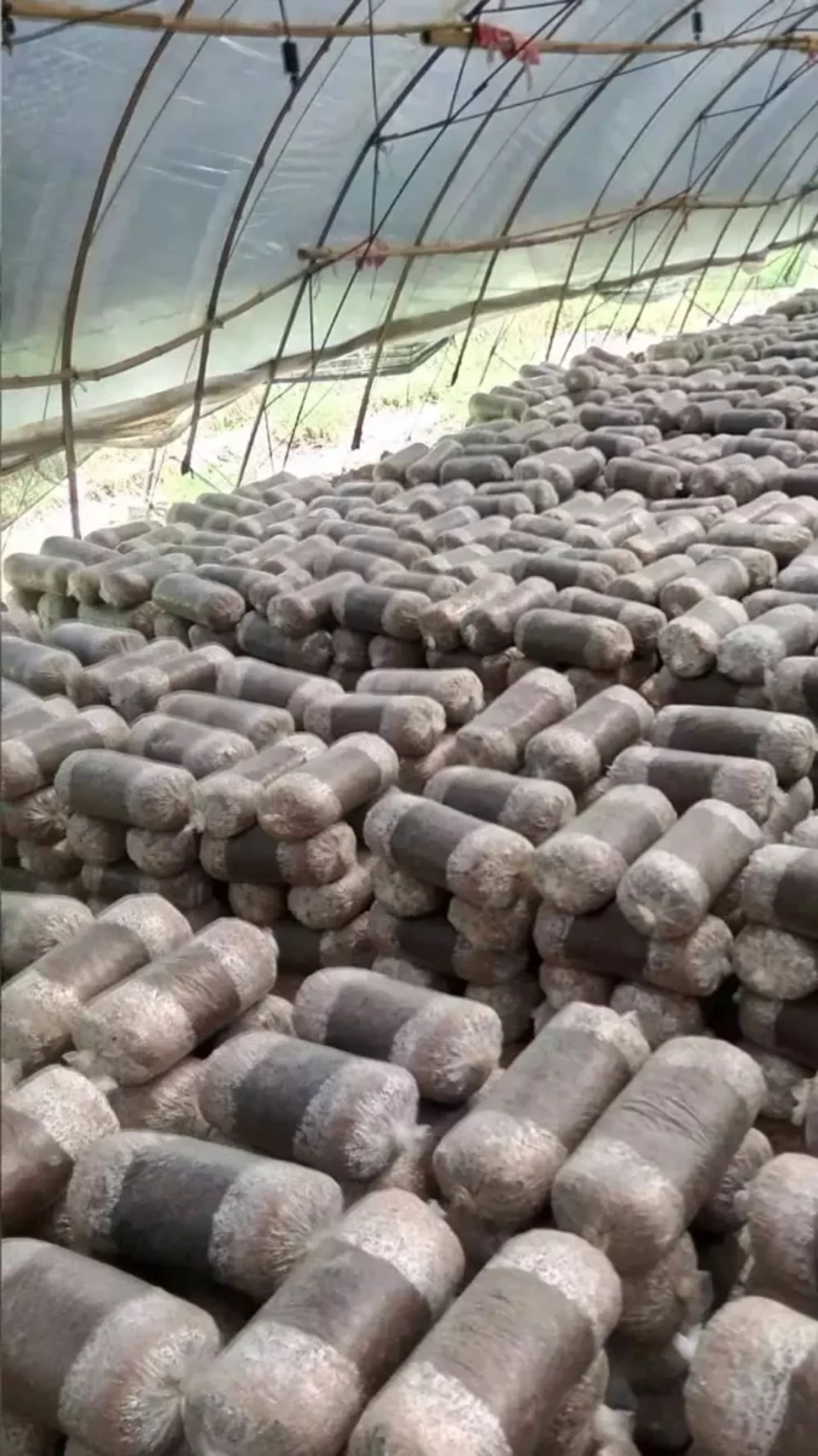 Cómo Cocinar Setas: Guía Completa de Técnicas y Recetas