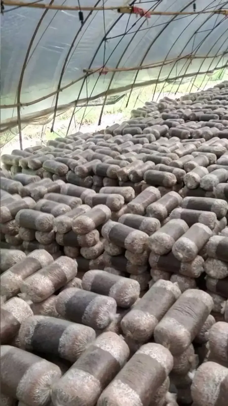 Descubre las mejores recetas con setas comestibles: champiñones, shiitake, portobello, trufas y más. Incluye técnicas de cocción, tablas nutricionales y consejos prácticos.