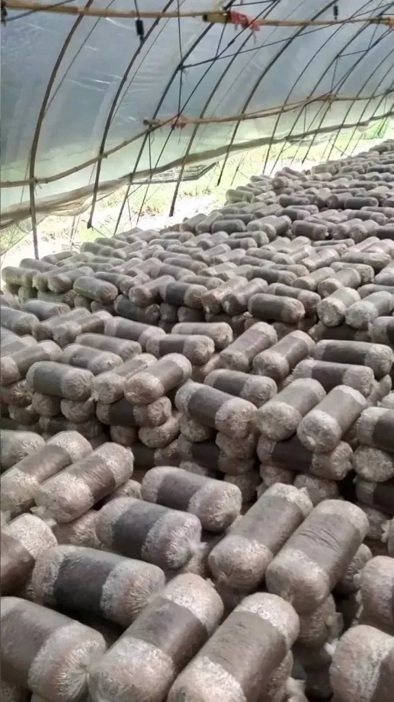 Estantería de incubación de hongos