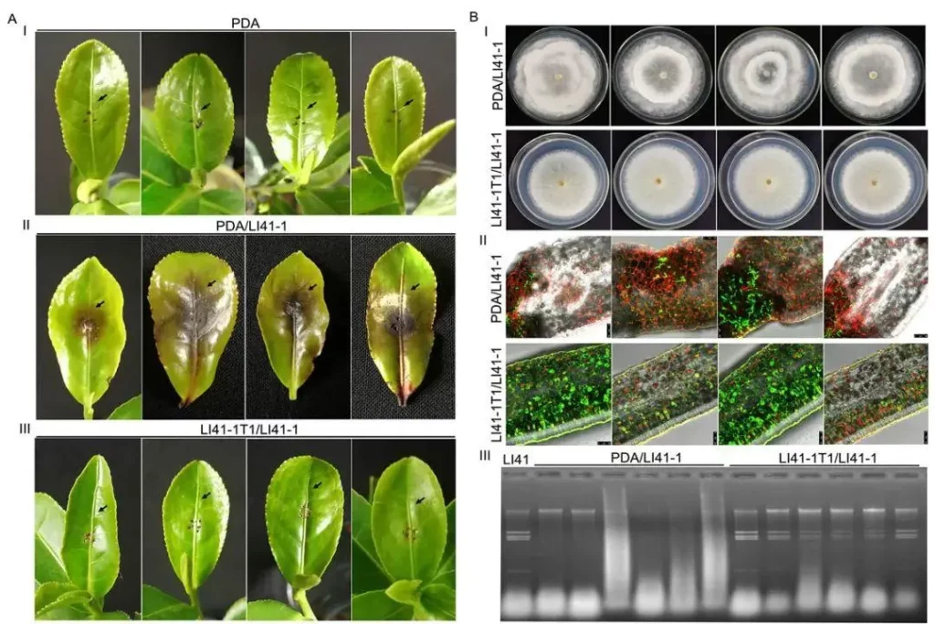 Proceso de Cultivo de Hongos
