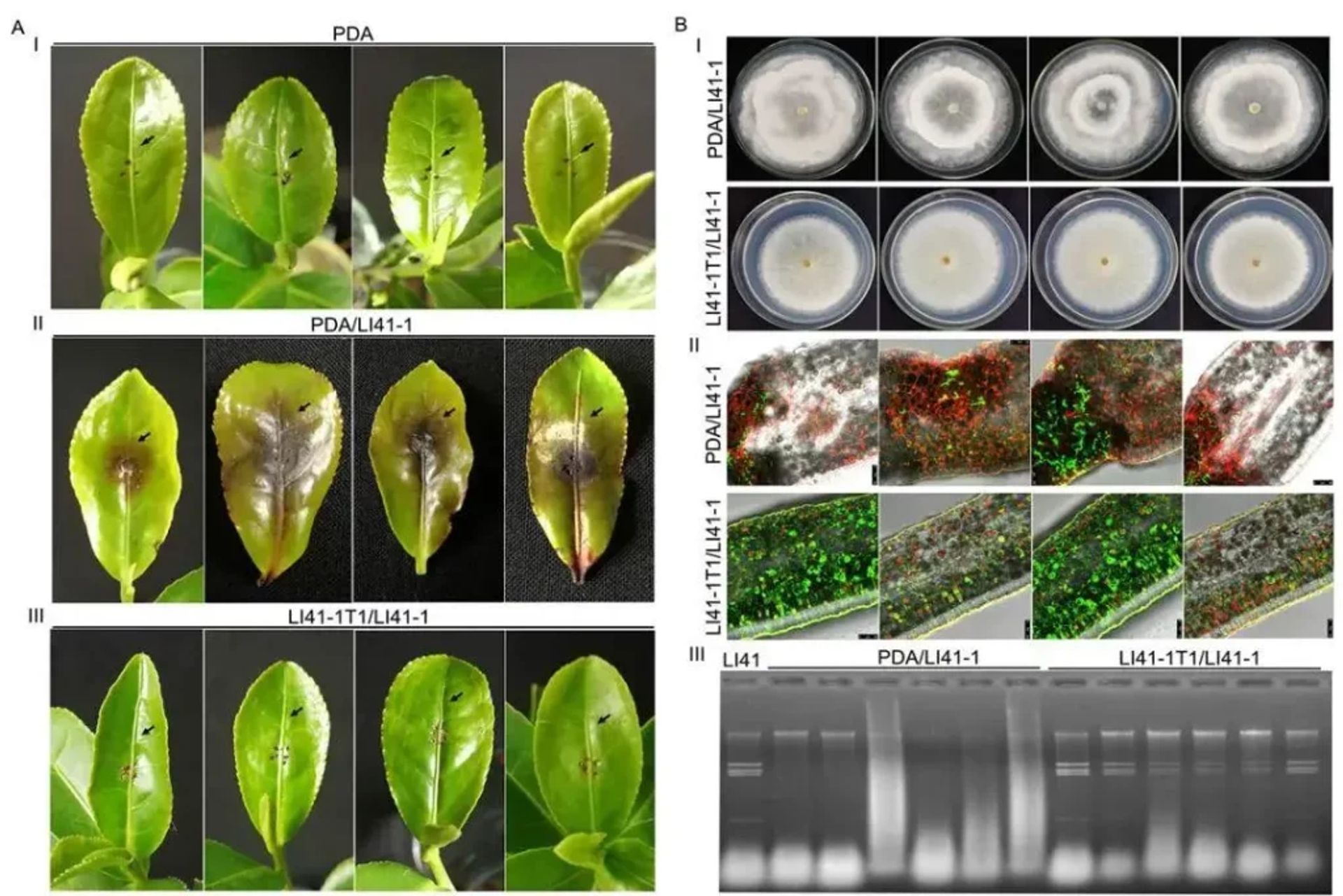 Investigación con Endofitos: De la simbiosis a la comunicación de metabolitos secundarios