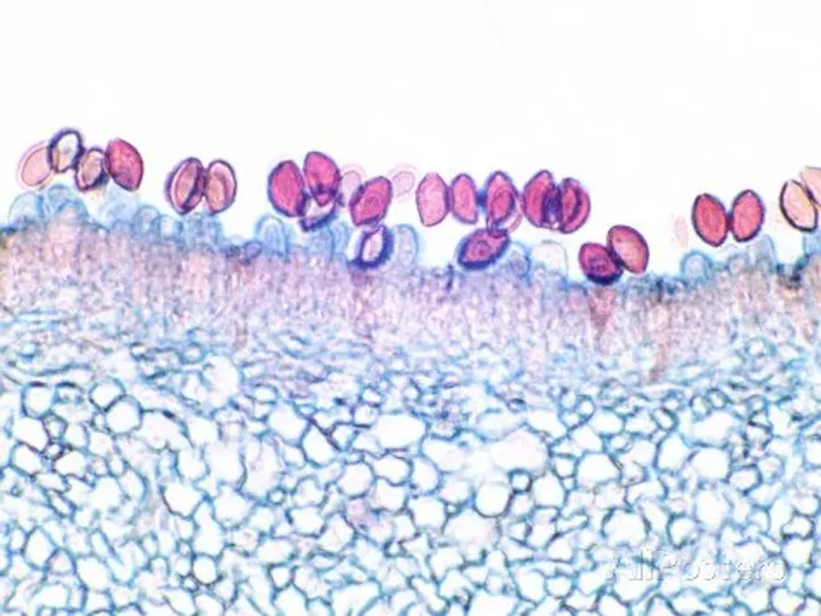 Microsporidia: Un Enemigo Silencioso en el Reino Fungi