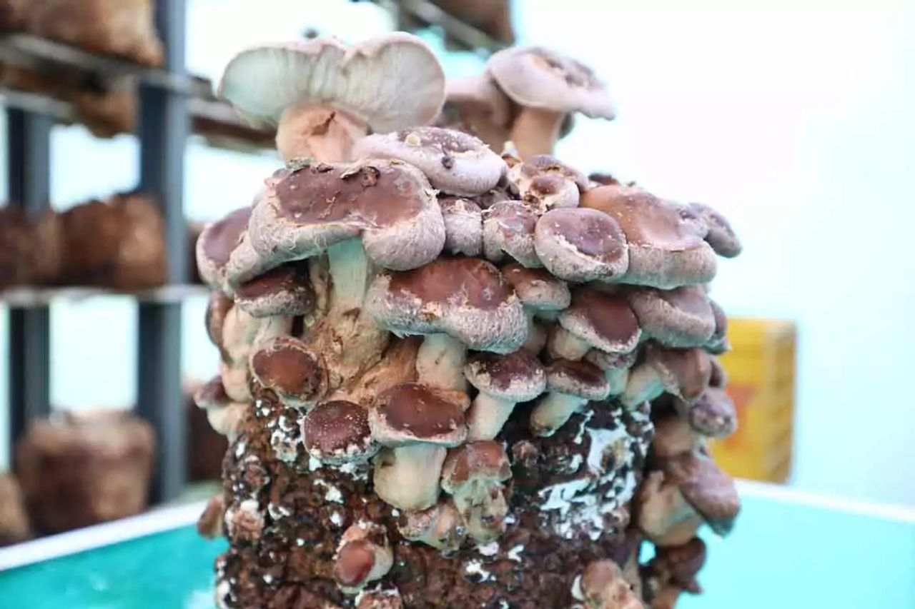 Cultivo de Shiitake en Bloques y Troncos: Guía Técnica Completa