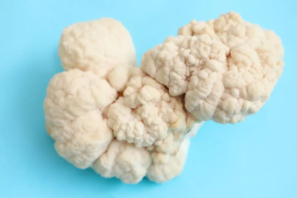 Lion's Mane y su efecto en el cerebro