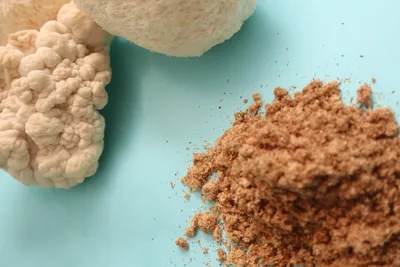 Lion's Mane: El Arquitecto del Cerebro [Guía 2025]