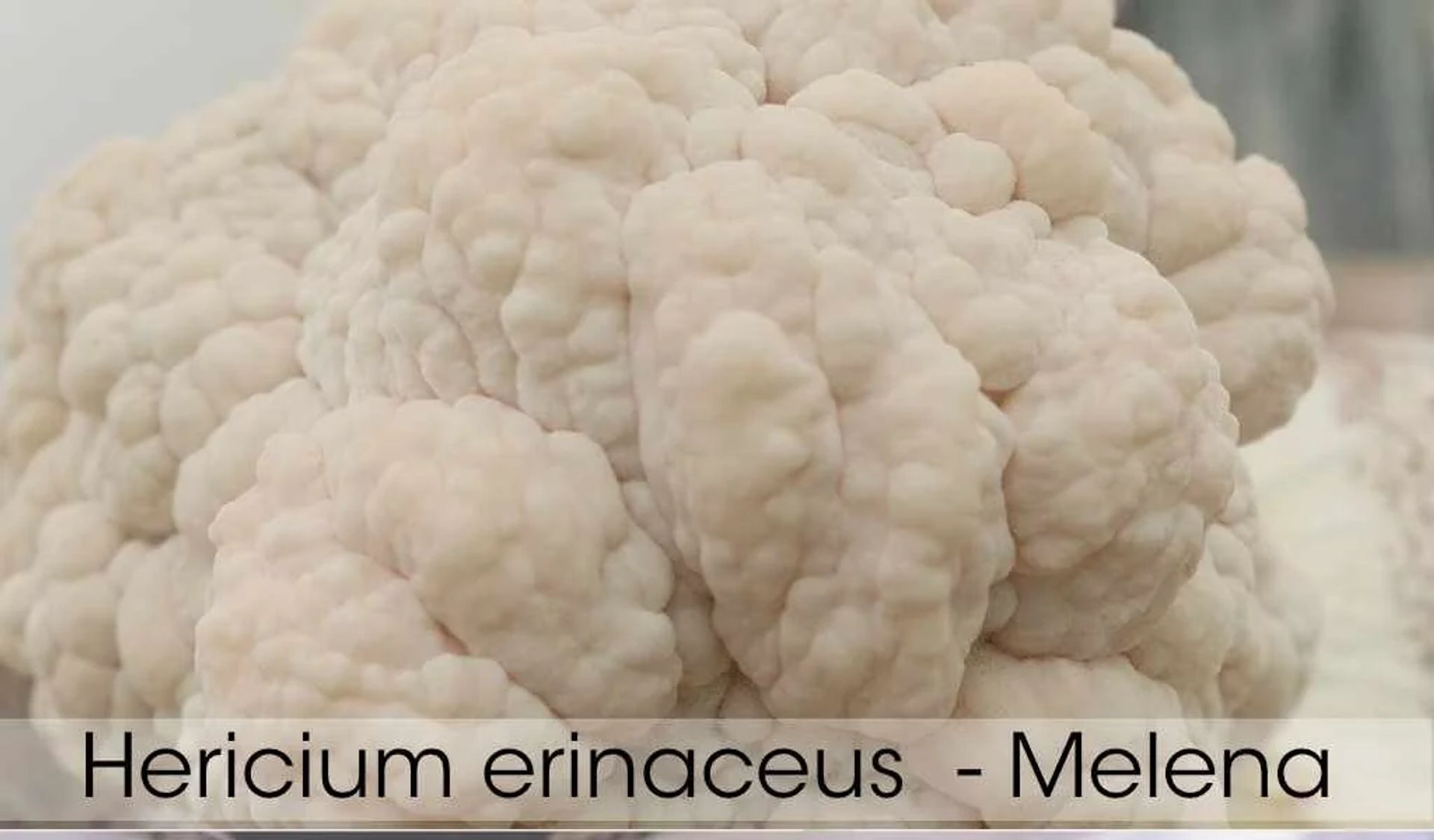 Cultivo de Melena de León: Guía Técnica Completa 2024