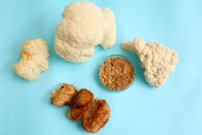 Melena de León (Hericium erinace us): El Único Hongo que Repara tu Cerebro