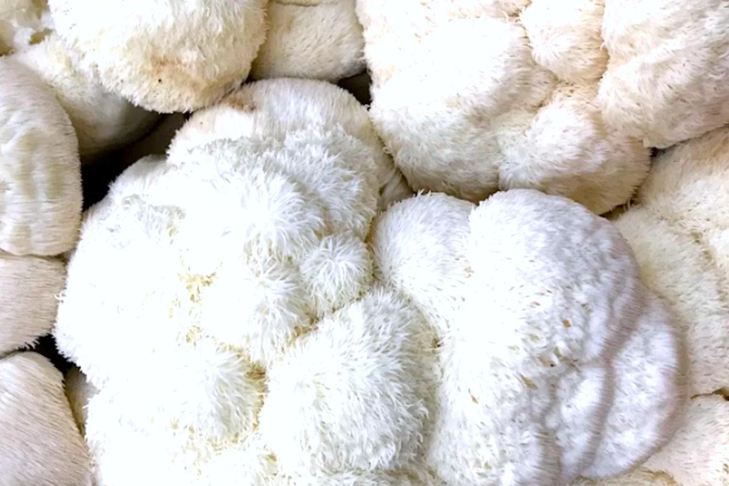 Hericium erinaceus listo para cosecha