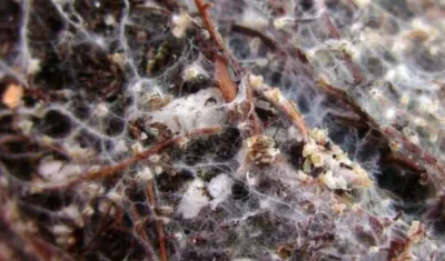 Glomeromycota: Los Hongos que Hicieron Posible la Vida en la Tierra