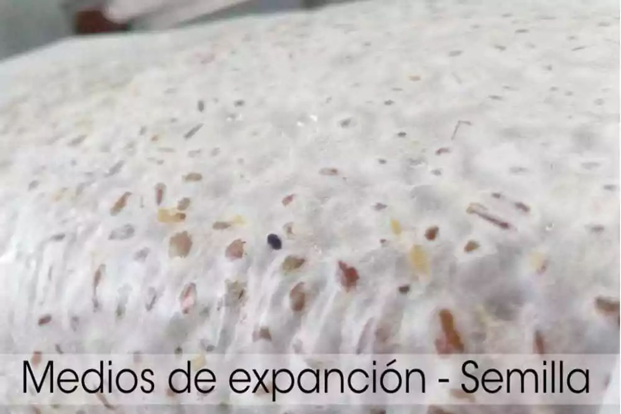 Definición de micelio