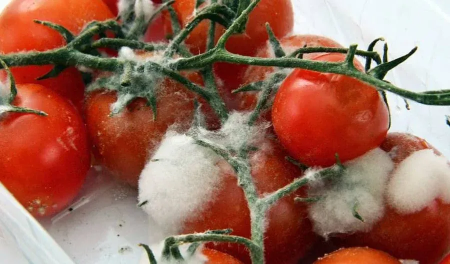 Moho en alimentos: Un ejemplo clásico de crecimiento fúngico rápido