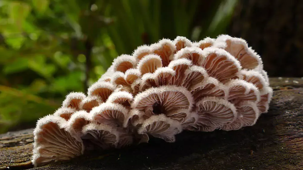 Nanacate Schizophyllum