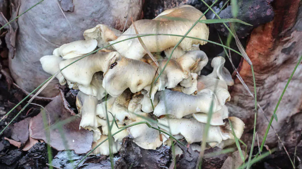 Omphalotus Nidiformis