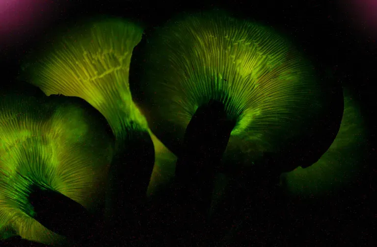 Omphalotus Olearius