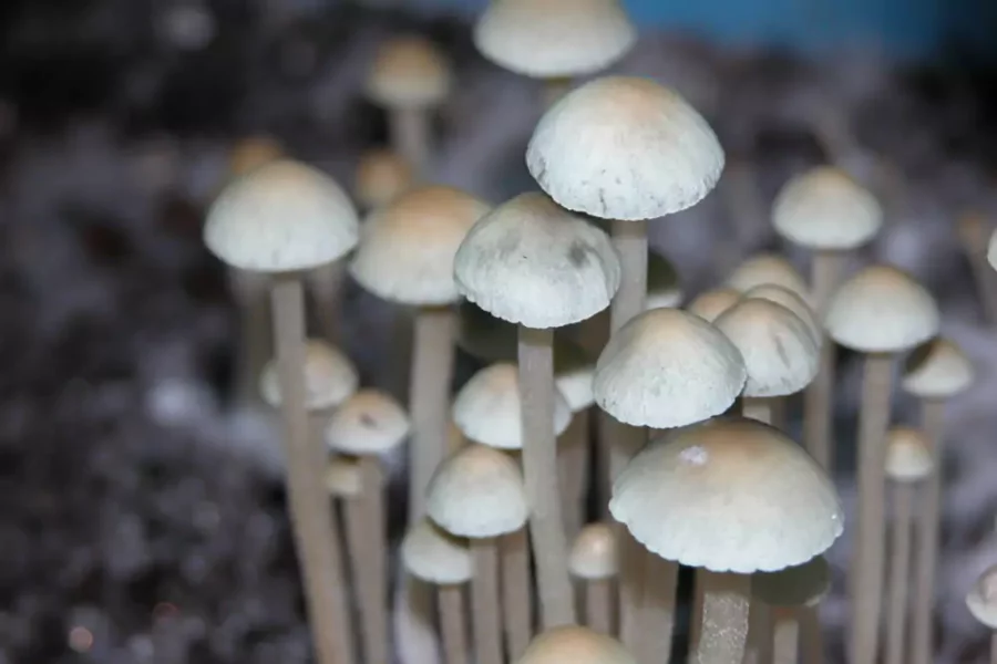 ¿Qué son los Ascomicetos? Descubre el fascinante mundo de los "hongos saco", desde las trufas hasta las levaduras, y su importancia biológica.