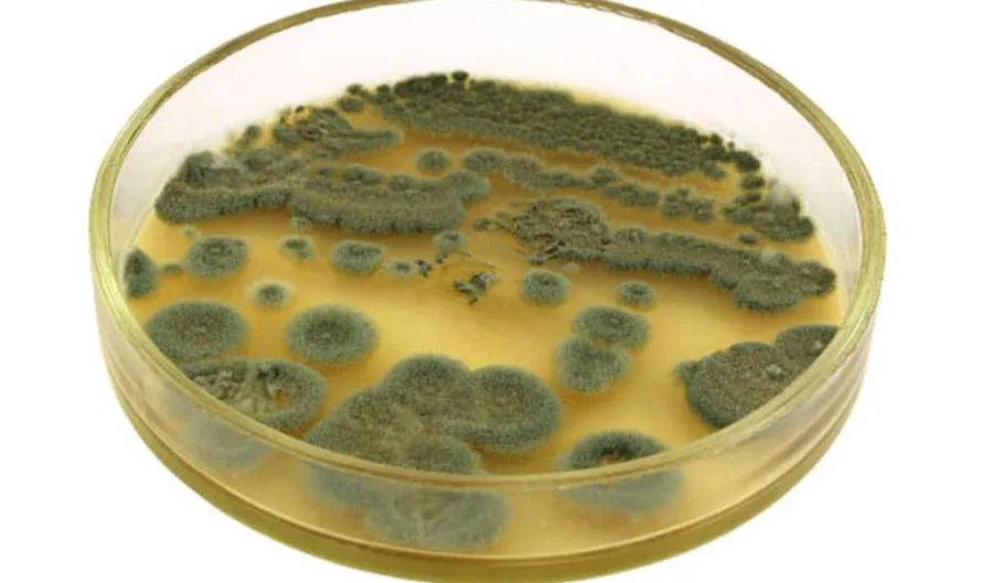 Penicillium bajo microscopio